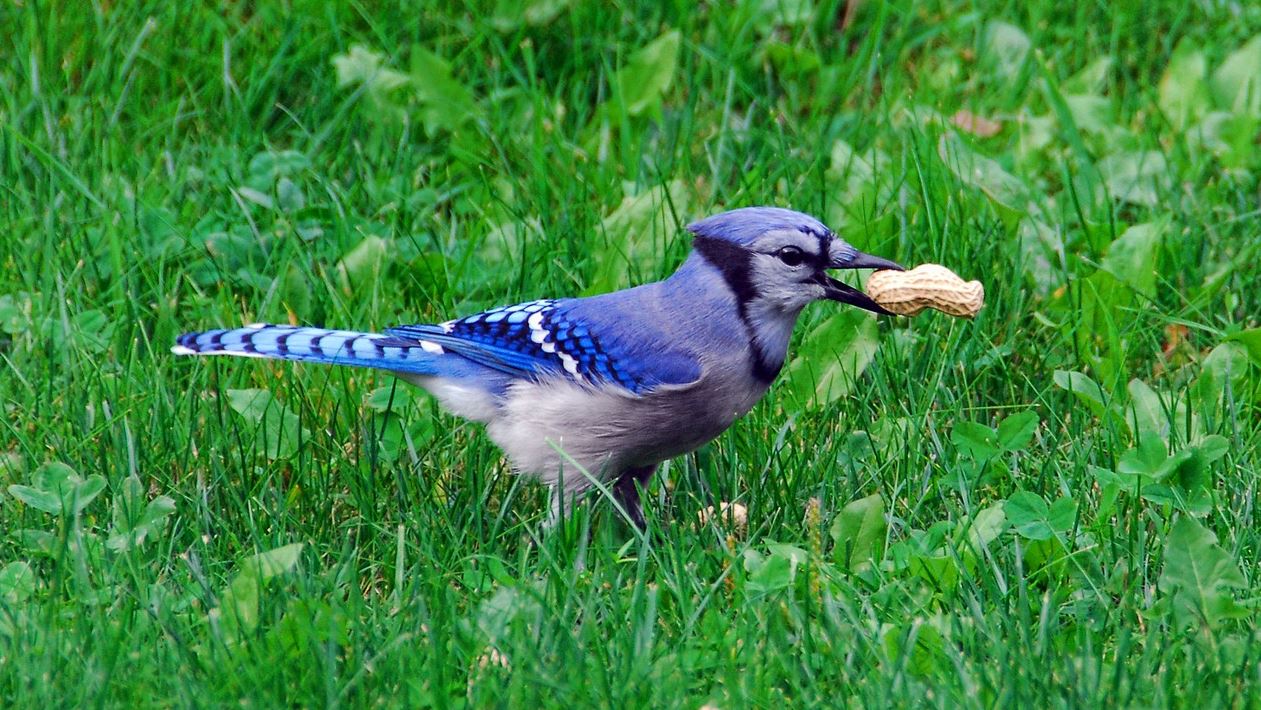 bird deaths ecb