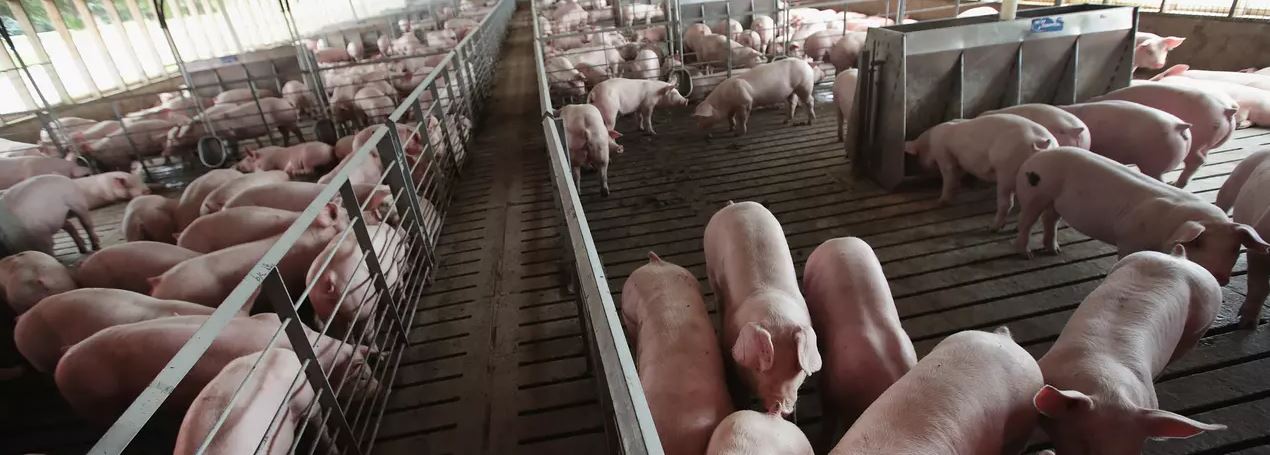 cafo common dreams cafo common dreams
