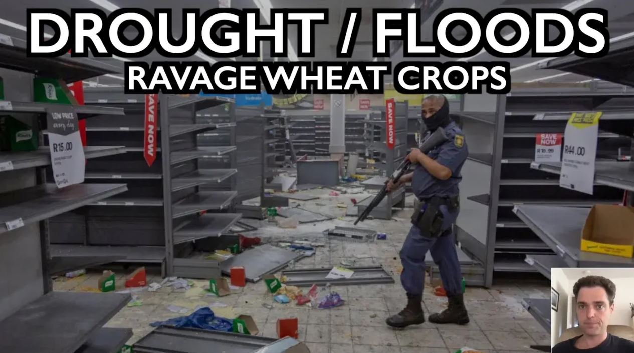 drought wheat drought wheat