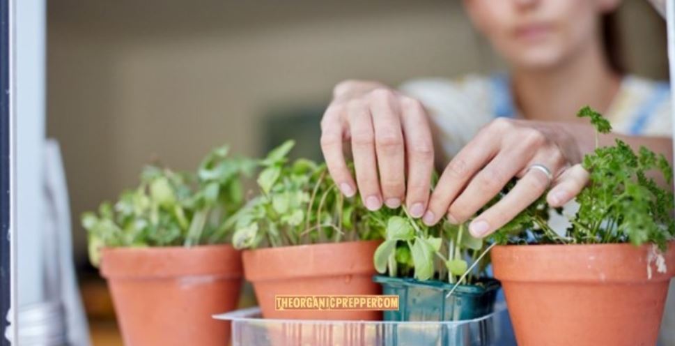 indoor garden op indoor garden op