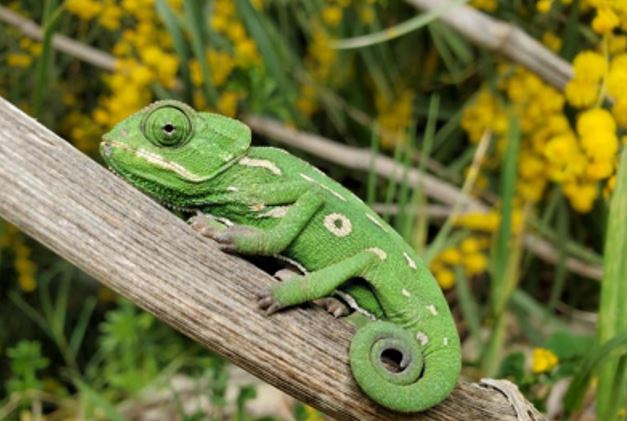 lizard lizard