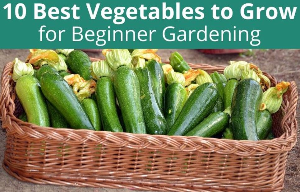 10 best veg