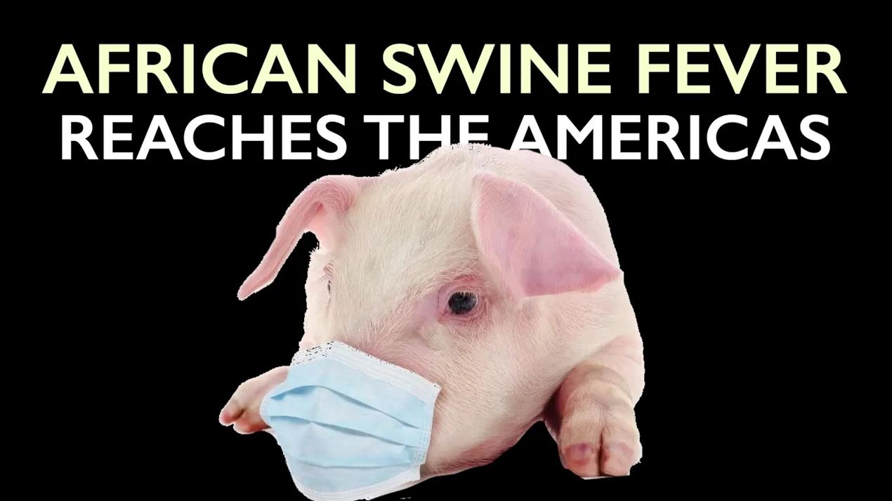 african swine
