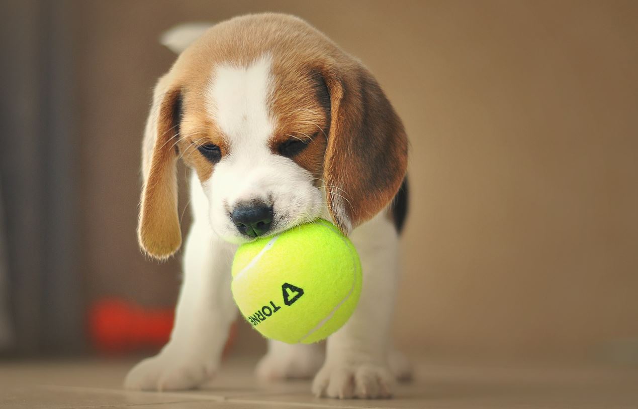beagle pup pix