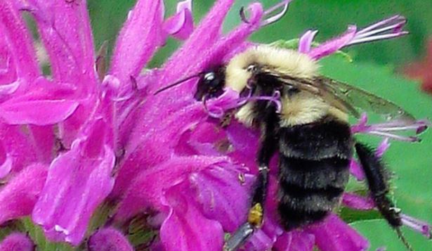 August Harvest (vs. 5G): “Bees Are the Guardians” and Wireless Robotic Bees Are Not the Answer