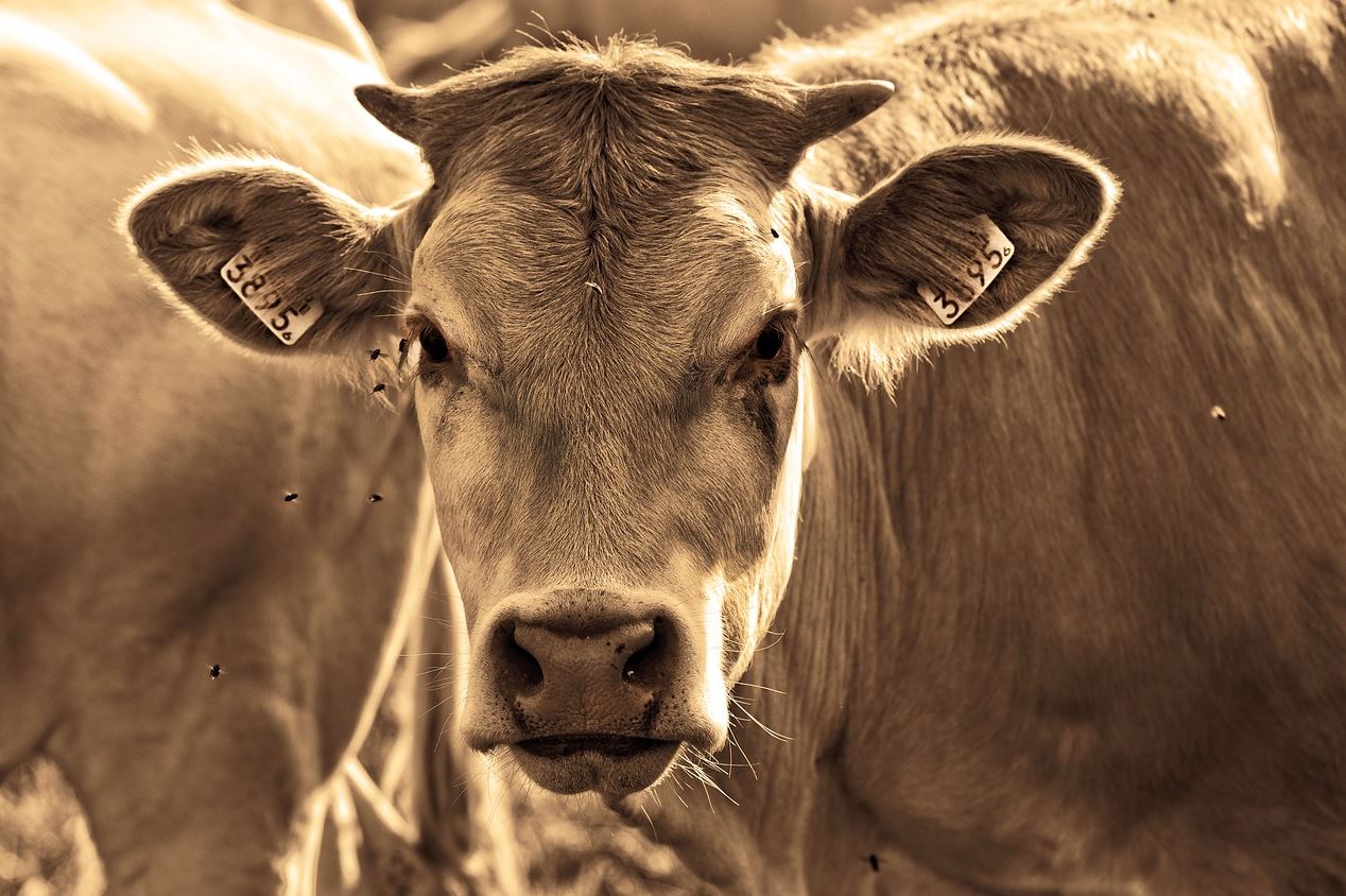 cow pix