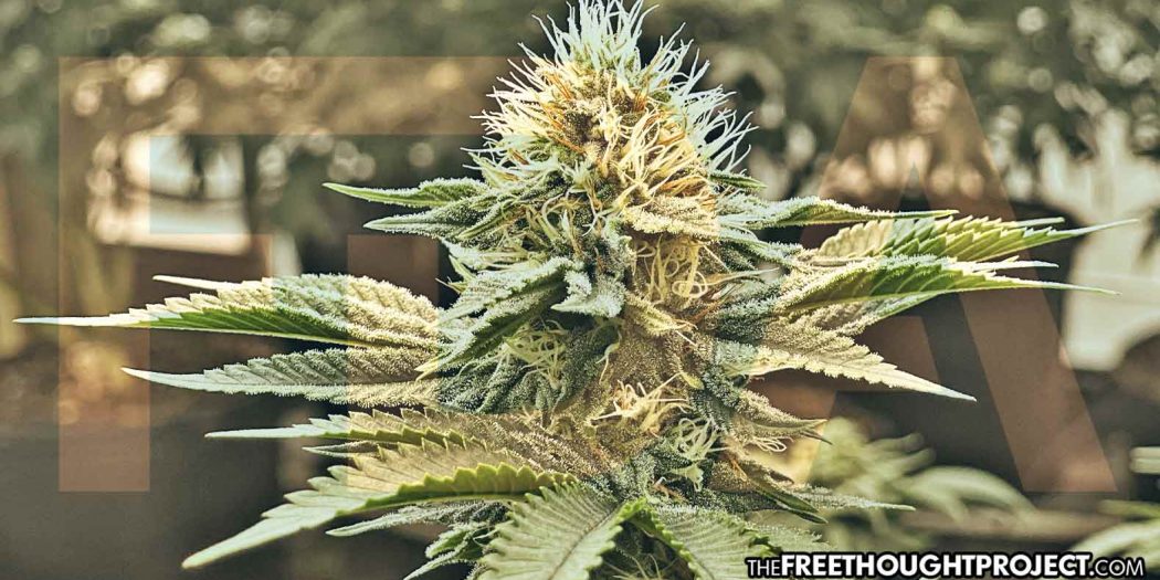 fda-cannabis-1050x525 fda-cannabis-1050x525