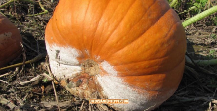 food shortage fungus