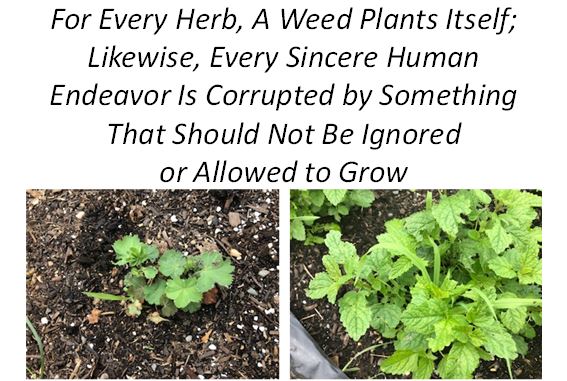herb weed herb weed