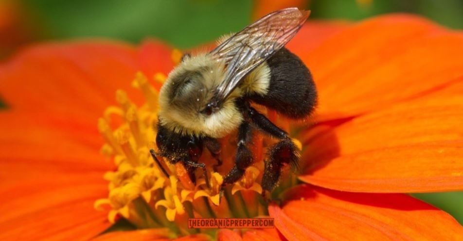 pollinator health op