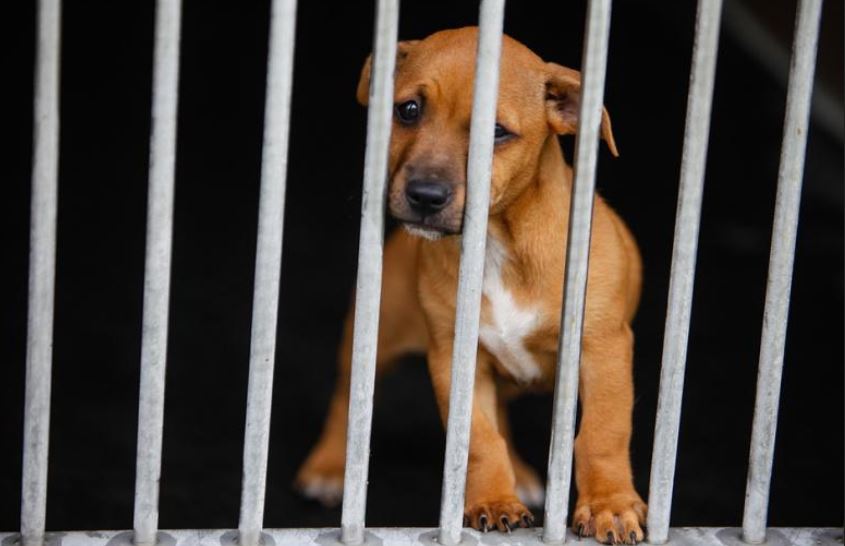 rescue dogs