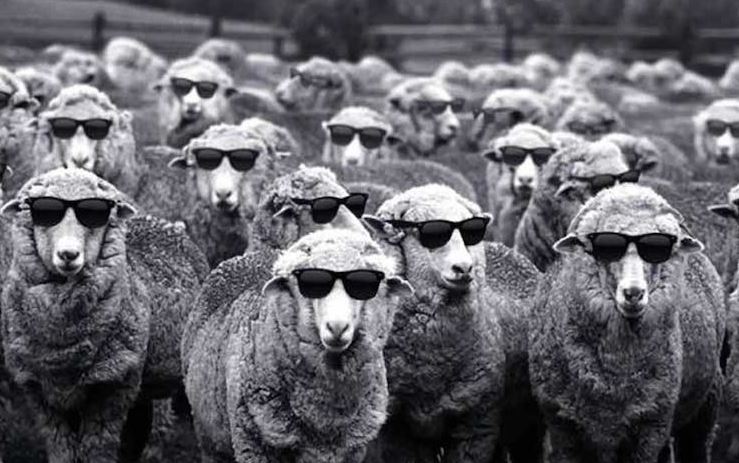 sheep wt