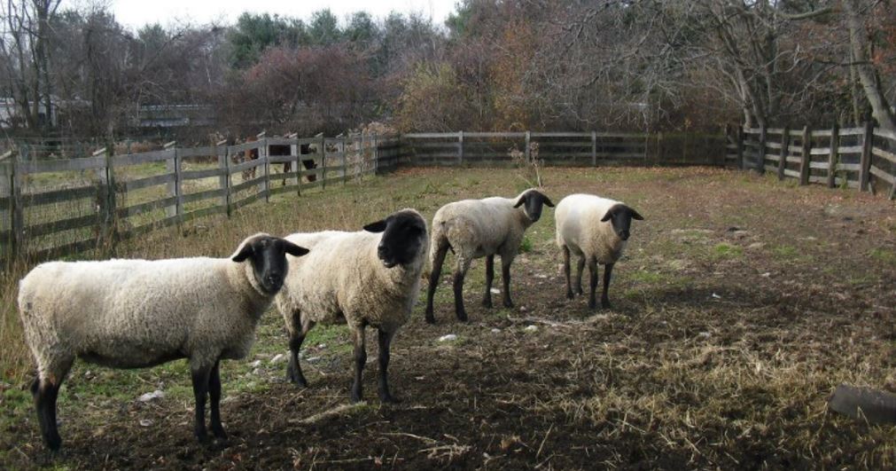 sheep sheep