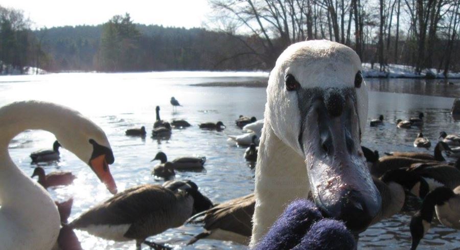 swan