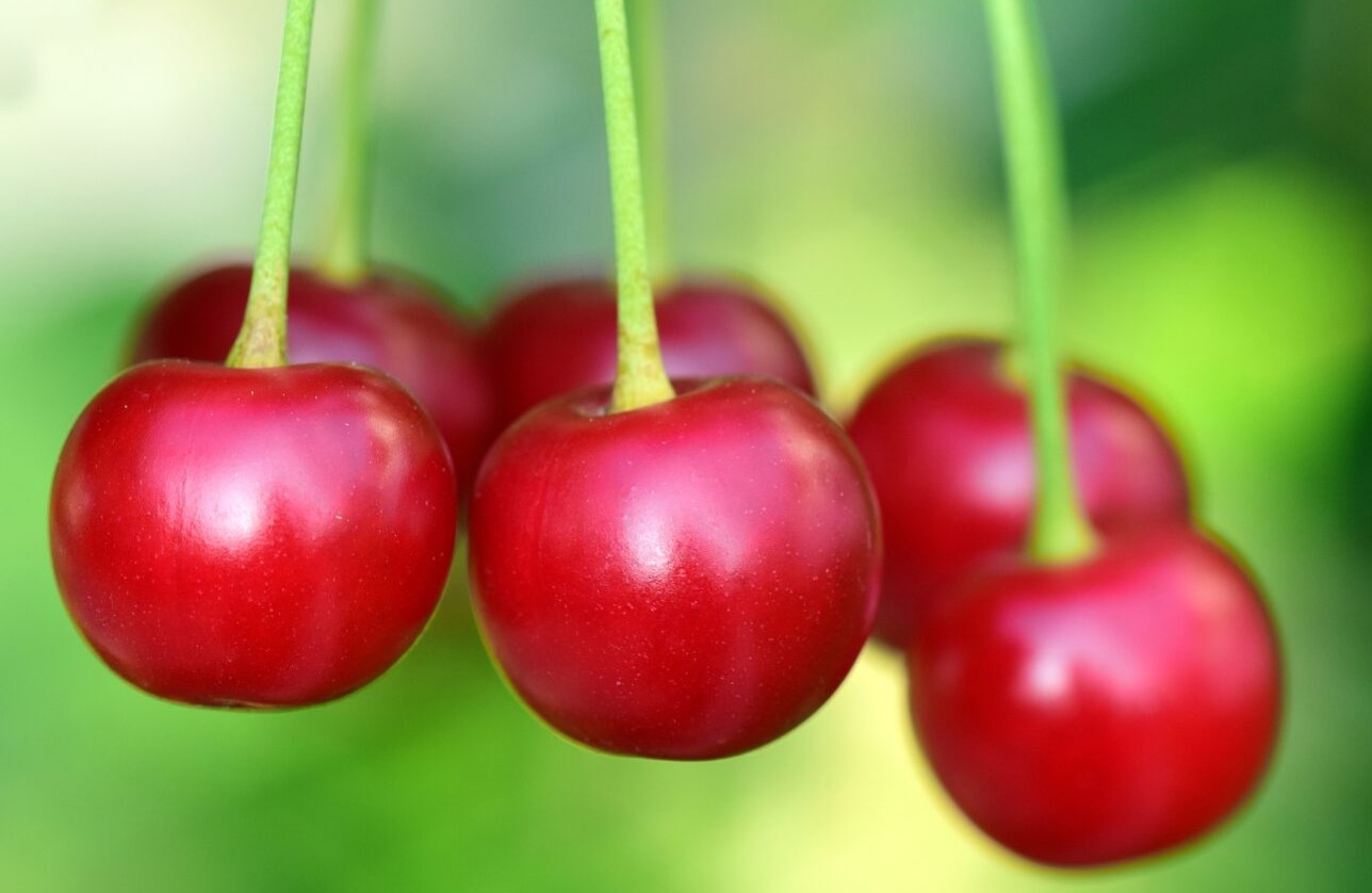 cherry cherry