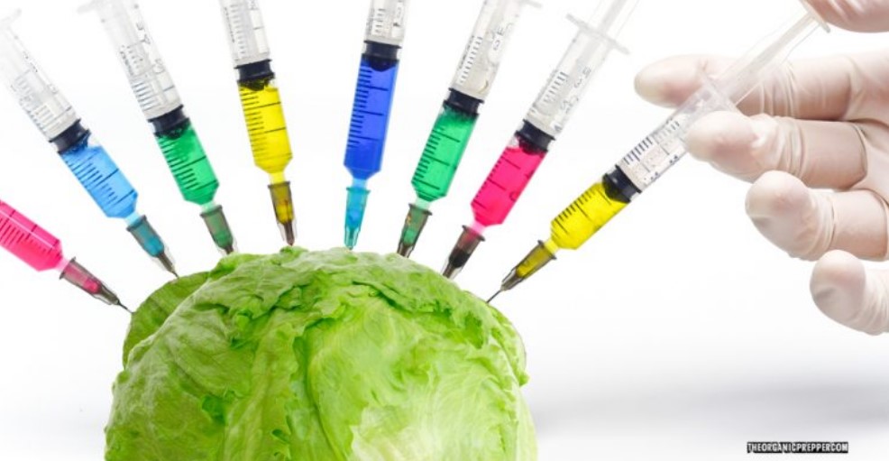 lettuce vax