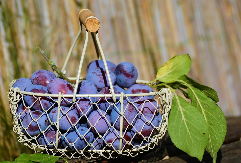 plums-1649602_960_720