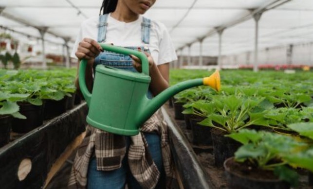 vaccine plants
