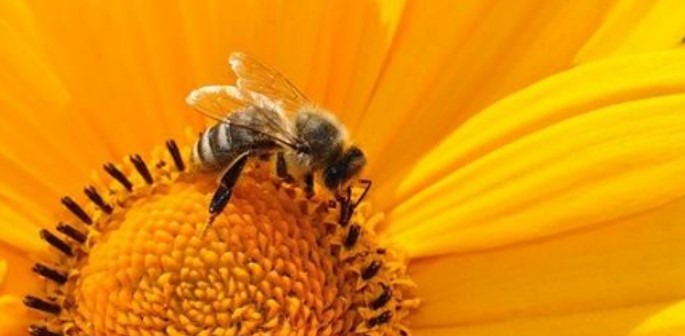 bee sun
