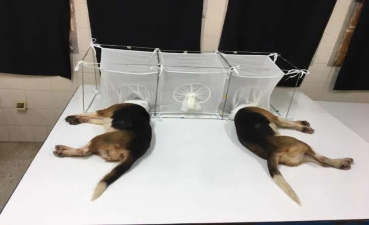 nih beagles