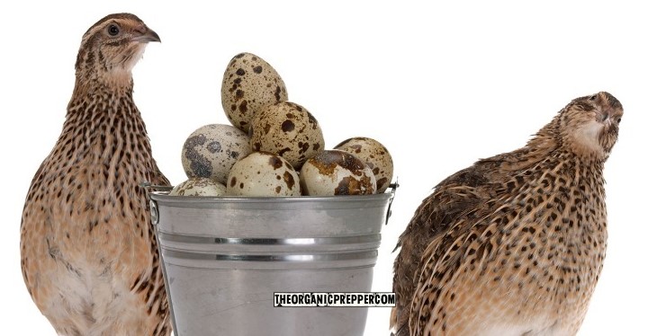 quail