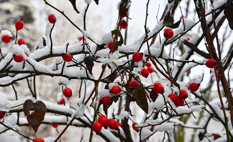 rosehips winter pix rosehips winter pix