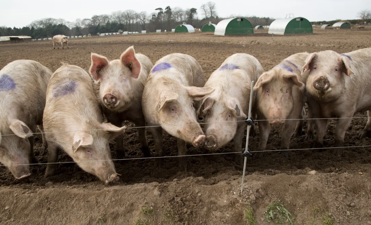 uk pig