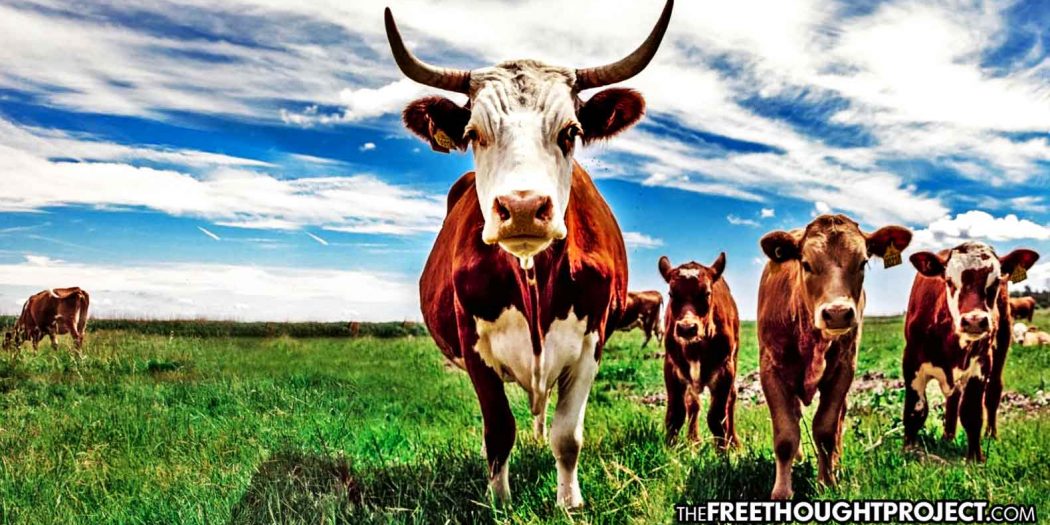 beef-industry-1050x525 beef-industry-1050x525