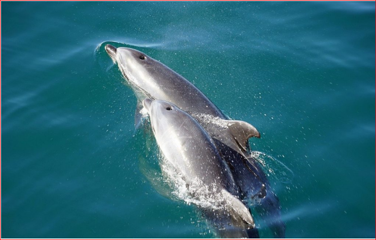 dolphins dolphins
