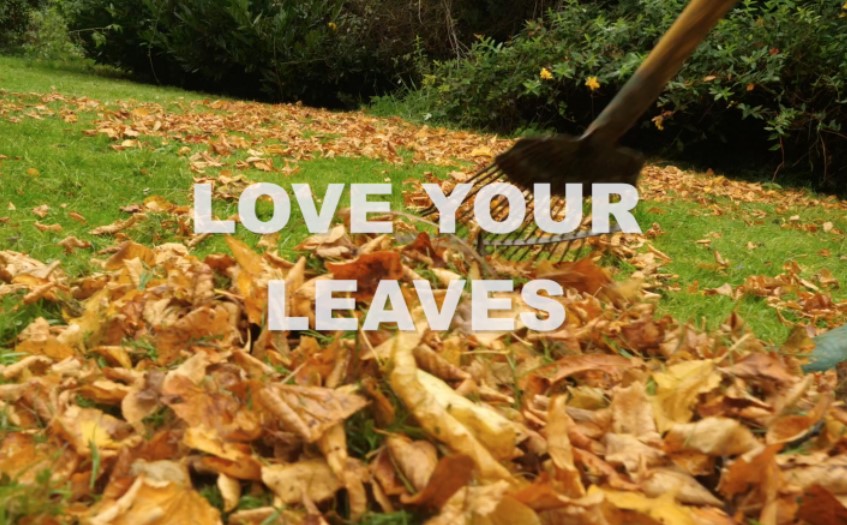 leaves