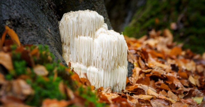 lions mane gmi lions mane gmi
