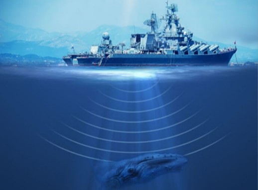 sonar whale sonar whale
