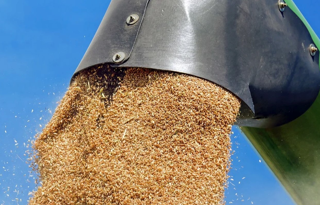 grain ecb