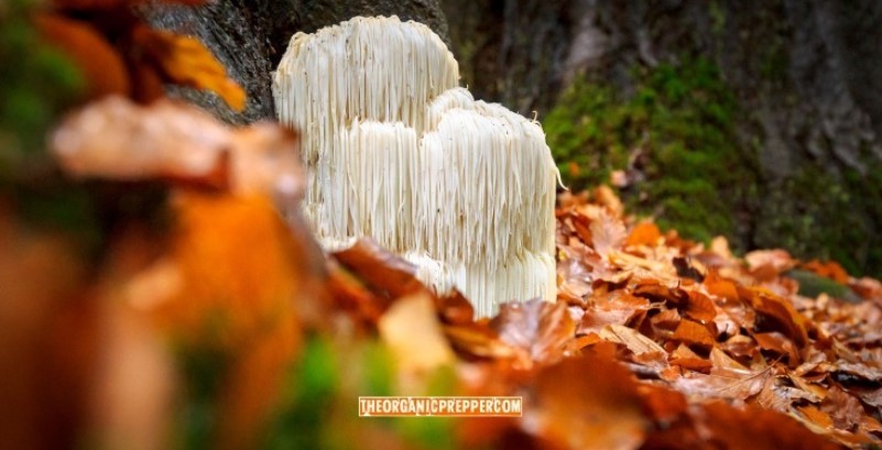 mushroom tincture op
