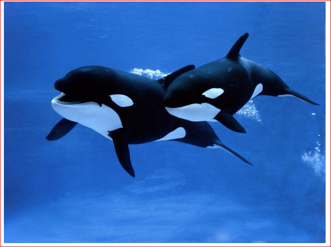 orca orca