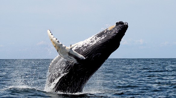 whale consciousness