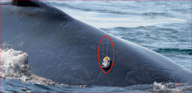 whale track