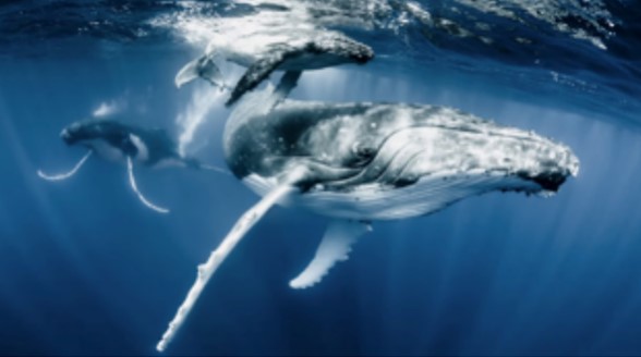 whales 9