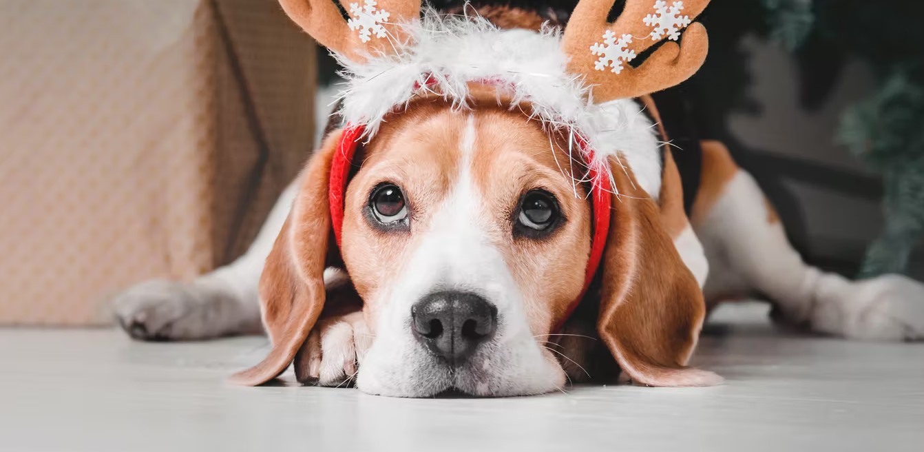 xmas stress pets conversation