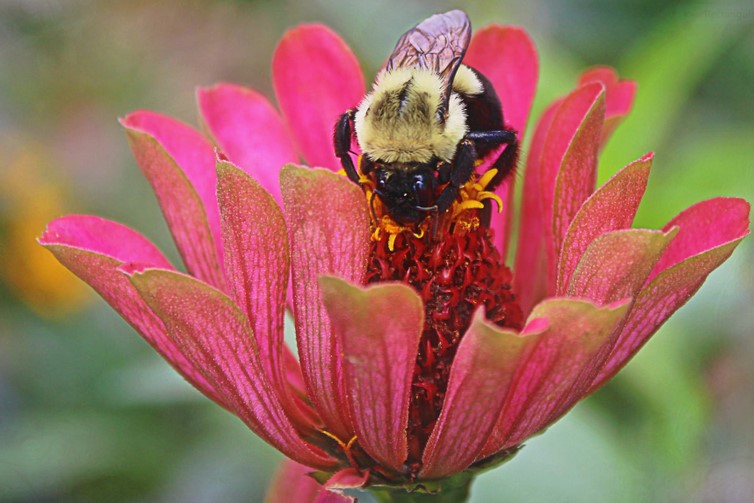 bees flower lori