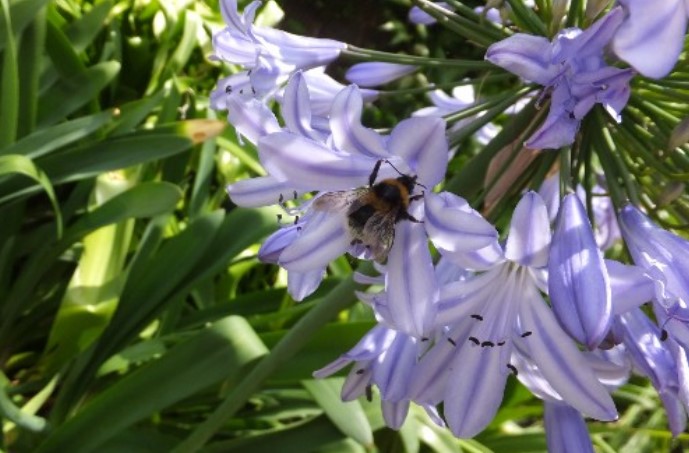 bees urban garden bees urban garden