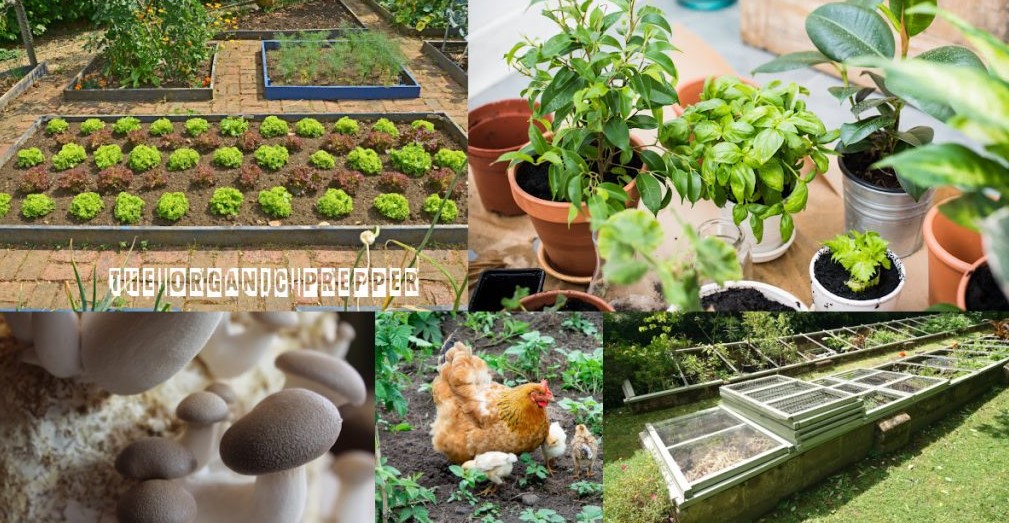 food production op