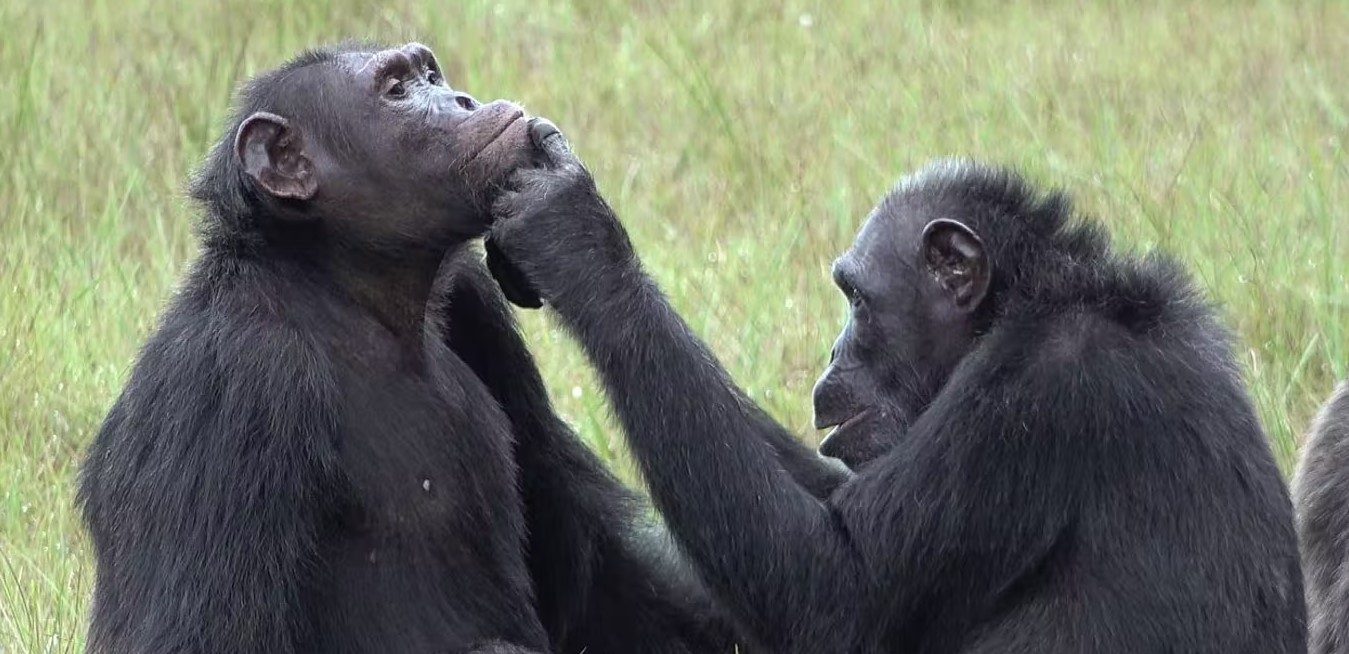 chimp care