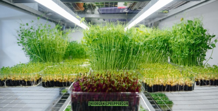 microgreens