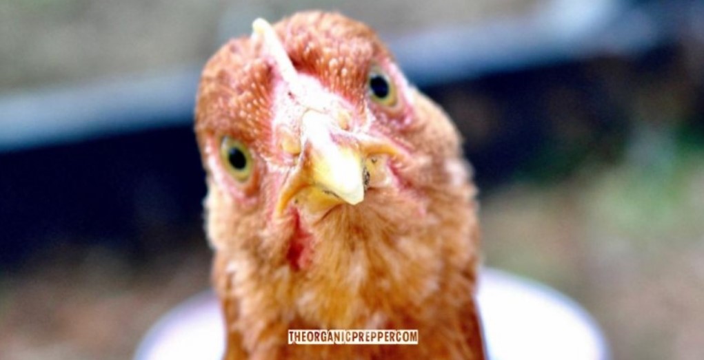 chicken feed op