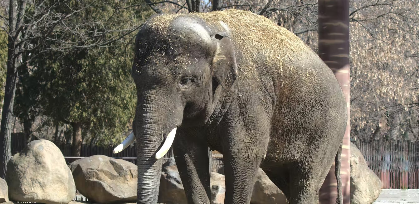 elephant conv