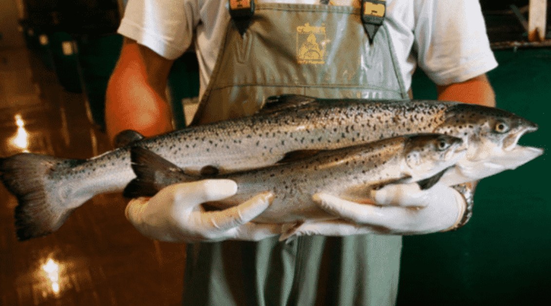 gm salmon tnat gm salmon tnat
