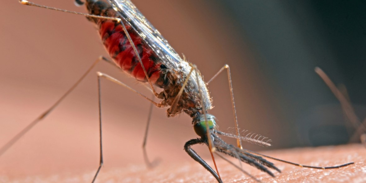 gmo mosquitoes tu gmo mosquitoes tu
