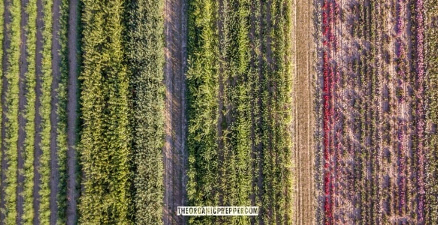 intercropping intercropping