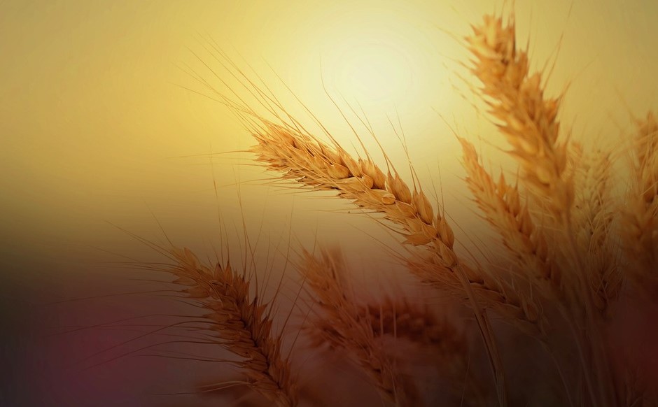 wheat ban pixa wheat ban pixa